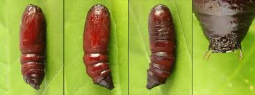 Attēlu rezultāti vaicājumam “Papestra biren”