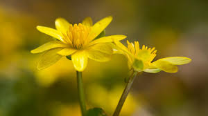 Attēlu rezultāti vaicājumam “Ficaria verna flower”