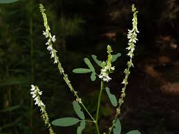 Attēlu rezultāti vaicājumam “Melilotus officinalis flower”