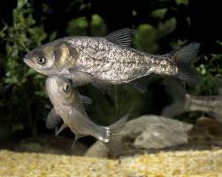 Image result for Hypophthalmichthys molitrix