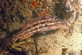 Image result for Symphodus bailloni