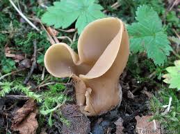 Attēlu rezultāti vaicājumam “Otidea leporina”