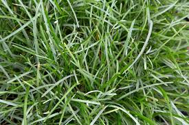 Attēlu rezultāti vaicājumam “Sesleria caerulea fruit”