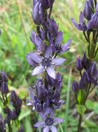 Attēlu rezultāti vaicājumam “Swertia perennis”