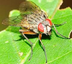 Attēlu rezultāti vaicājumam “Muscidae”