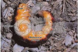 Attēlu rezultāti vaicājumam “Cossus cossus”