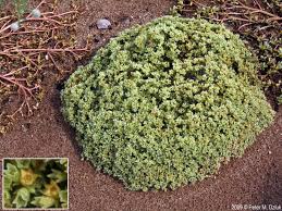 Attēlu rezultāti vaicājumam “Scleranthus annuus flower”