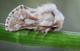 Attēlu rezultāti vaicājumam “Cossidae”