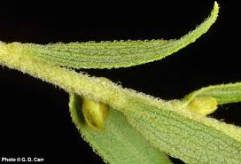Attēlu rezultāti vaicājumam “Solidago canadensis leaf”