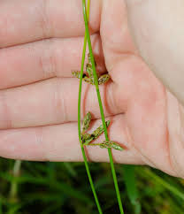 Attēlu rezultāti vaicājumam “Comatricha ellae stalked”
