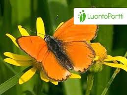 Attēlu rezultāti vaicājumam “Lycaena dispar underside”