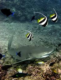 Image result for Negaprion acutidens