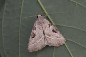 Attēlu rezultāti vaicājumam “Eucarta virgo”