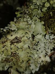 Attēlu rezultāti vaicājumam “Hypotrachyna sp.”