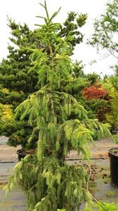 Attēlu rezultāti vaicājumam “Picea abies leaf”