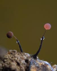 Attēlu rezultāti vaicājumam “Clastoderma debaryanum macro”