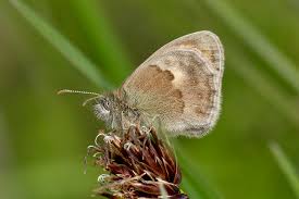 Attēlu rezultāti vaicājumam “Coenonympha pamphilus upperside”