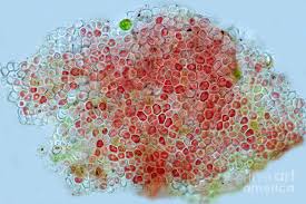 Attēlu rezultāti vaicājumam “Hildenbrandia rivularis”