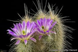 Attēlu rezultāti vaicājumam “Acalitus longisetosus”