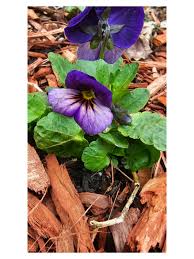 Attēlu rezultāti vaicājumam “Viola uliginosa”