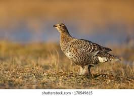 Image result for Tetrao tetrix