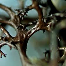 Attēlu rezultāti vaicājumam “Cetraria aculeata”