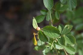 Attēlu rezultāti vaicājumam “Diplolepis eglanteriae”