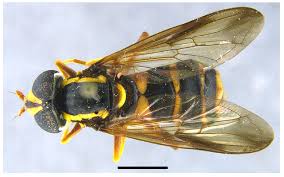 Attēlu rezultāti vaicājumam “Xanthogramma sp.”