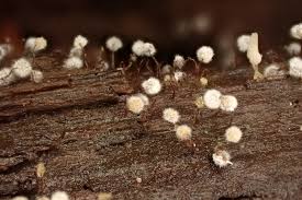 Attēlu rezultāti vaicājumam “Cribraria atrofusca spores”