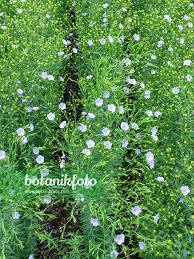 Image result for Linum usitatissimum
