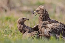 Attēlu rezultāti vaicājumam “Aquila pomarina”