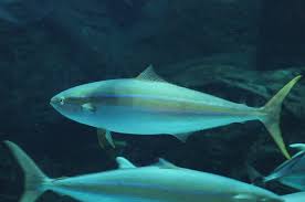 Image result for Elagatis bipinnulata