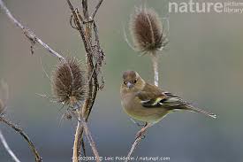 Attēlu rezultāti vaicājumam “Fringilla coelebs female”