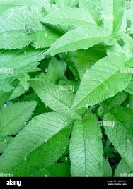 Attēlu rezultāti vaicājumam “Chaerophyllum aromaticum leaf”