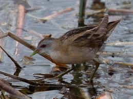 Image result for Porzana parva
