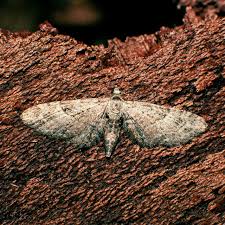 Attēlu rezultāti vaicājumam “Eupithecia pusillata”