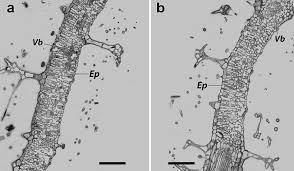 Attēlu rezultāti vaicājumam “Verbascum thapsus leaf”