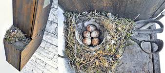 Attēlu rezultāti vaicājumam “Muscicapa striata nest”