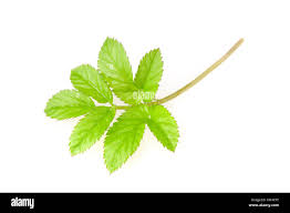 Attēlu rezultāti vaicājumam “Aegopodium podagraria leaf”