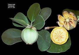 Attēlu rezultāti vaicājumam “Clusiaceae”