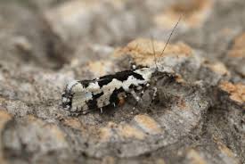 Attēlu rezultāti vaicājumam “Ypsolopha sequella”