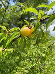 Attēlu rezultāti vaicājumam “Poa angustifolia fruit”