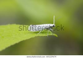 Attēlu rezultāti vaicājumam “Yponomeutidae”