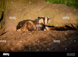 Attēlu rezultāti vaicājumam “Meles meles adult”