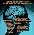 Pharmacology of Opioids - SuboxoneAssistedTreatment
