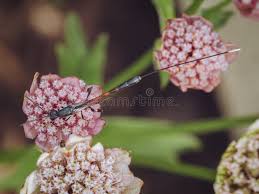 Attēlu rezultāti vaicājumam “Gasteruption jaculator imago”