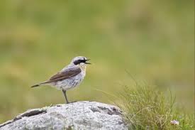 Attēlu rezultāti vaicājumam “Oenanthe oenanthe male”