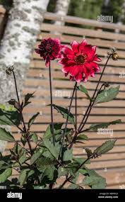 Image result for Dahlia Darkarin`