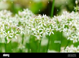 Attēlu rezultāti vaicājumam “Allium ursinum flower”