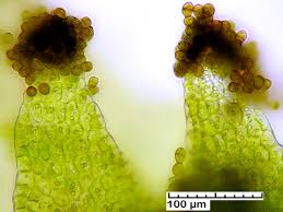 Attēlu rezultāti vaicājumam “Tritomaria exsectiformis”